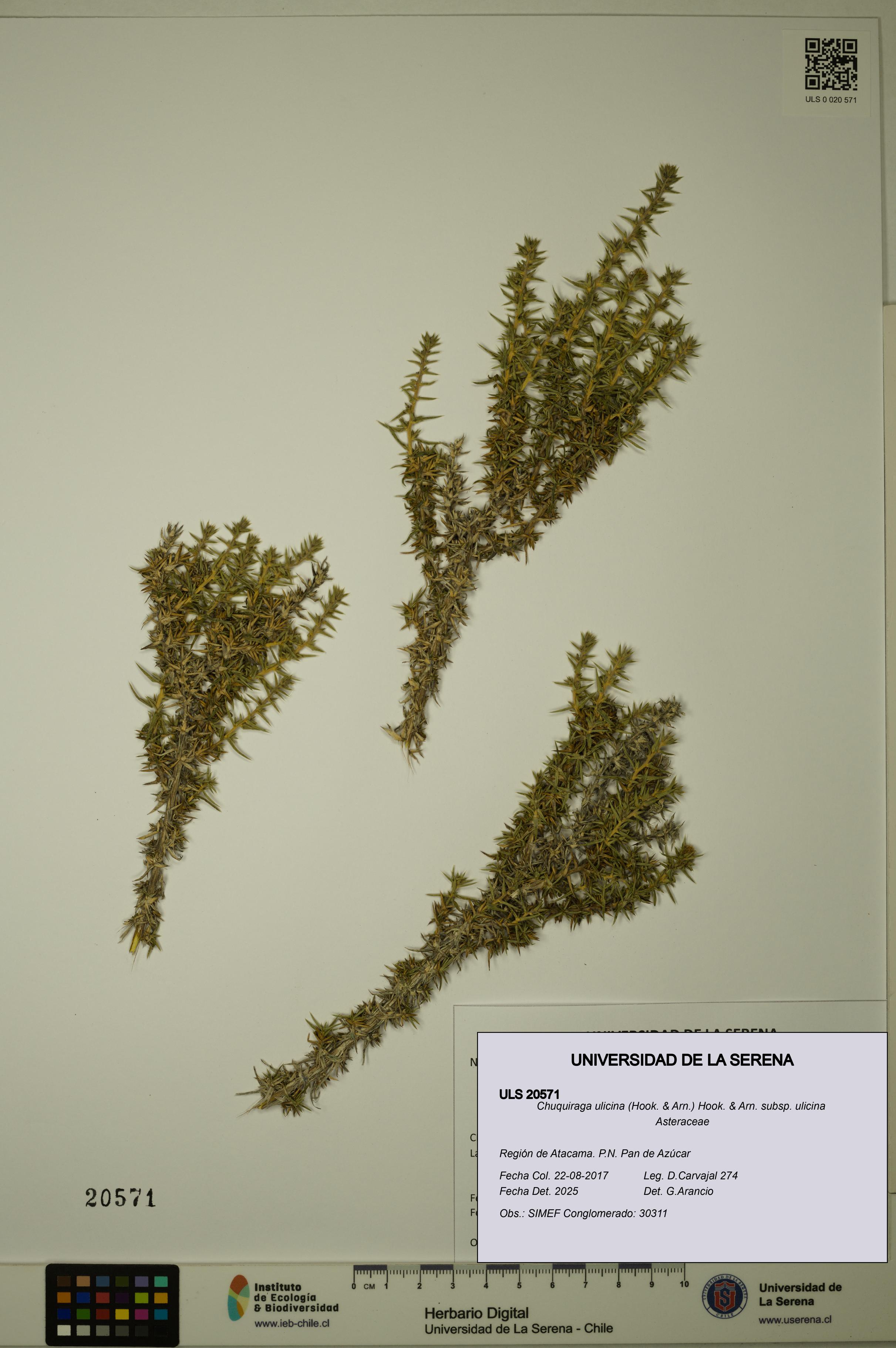 Chuquiraga ulicina subsp. ulicina [Espécimen: ULS:ULS:0020571]