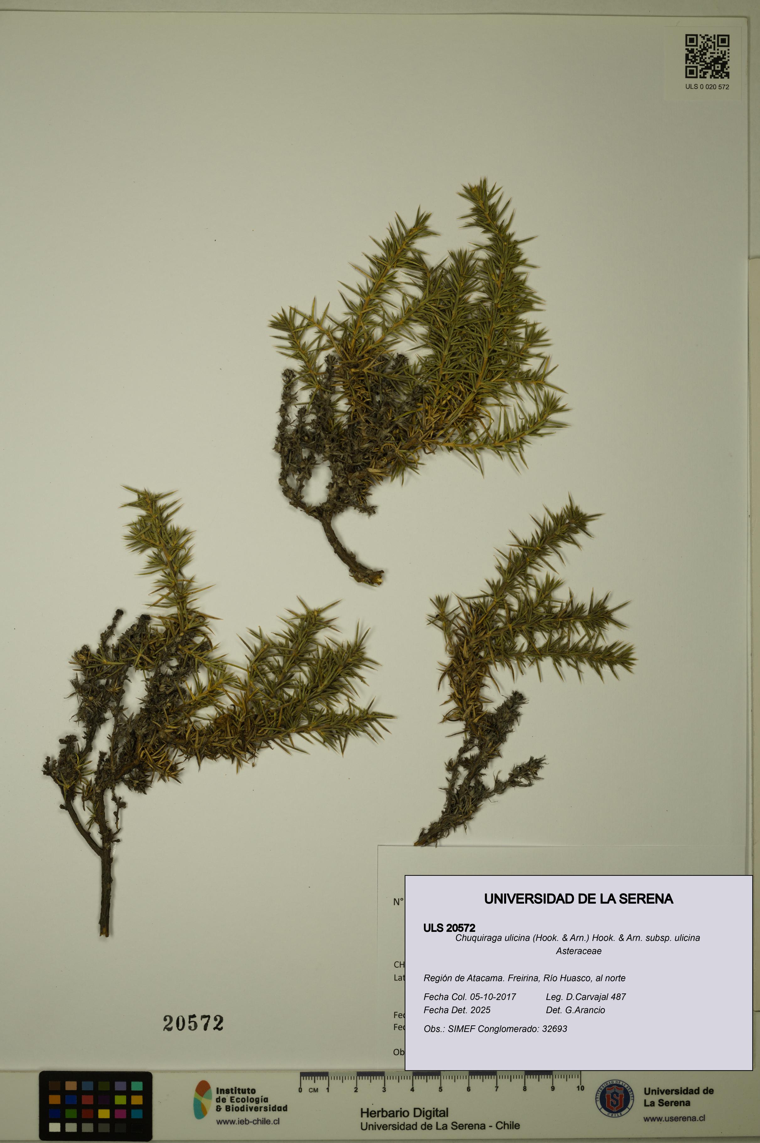 Chuquiraga ulicina subsp. ulicina [Espécimen: ULS:ULS:0020572]
