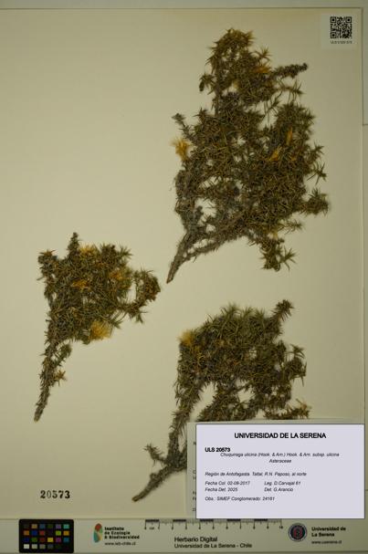 Chuquiraga ulicina subsp. ulicina [Espécimen: ULS:ULS:0020573]