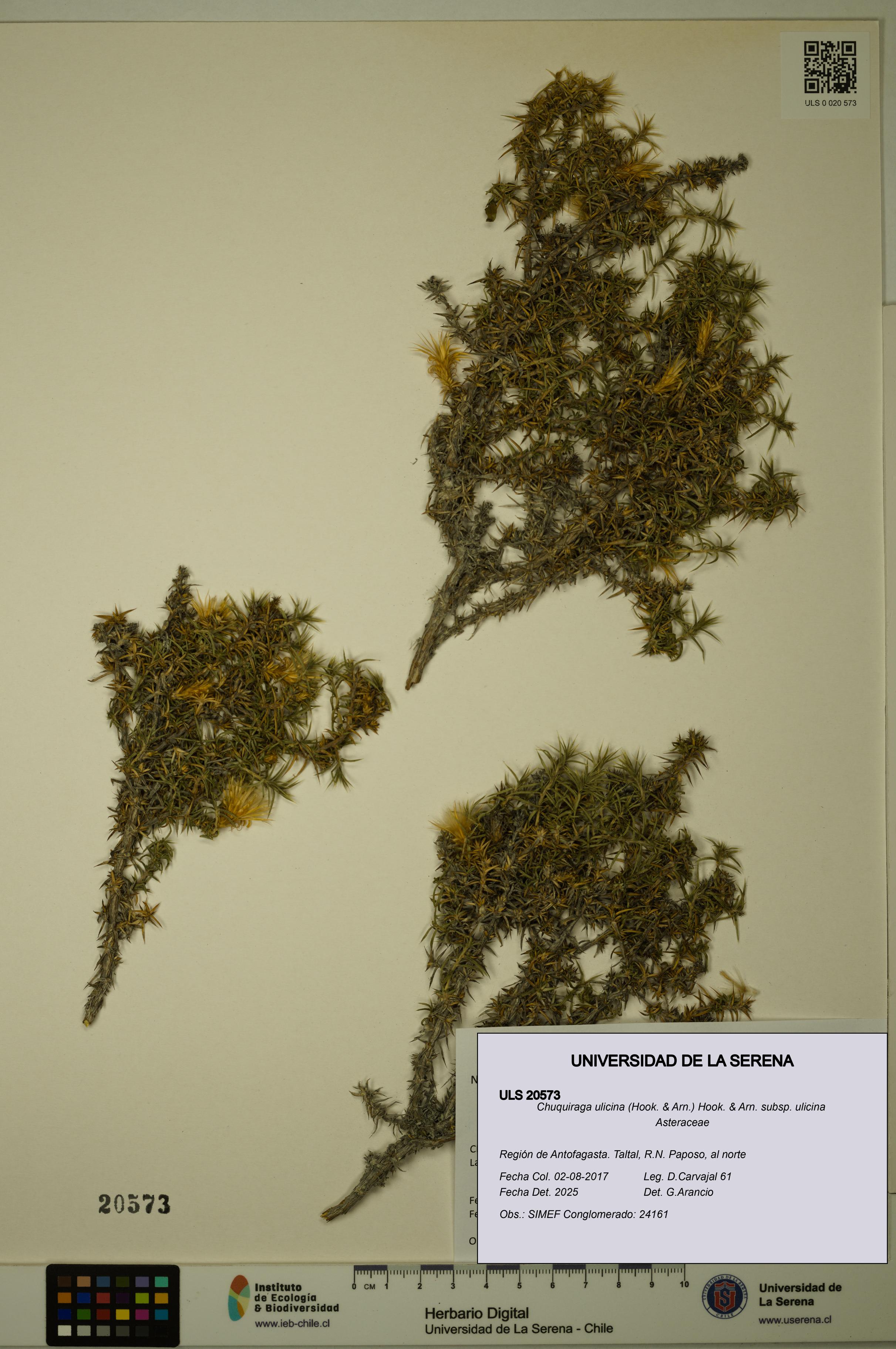 Chuquiraga ulicina subsp. ulicina [Espécimen: ULS:ULS:0020573]