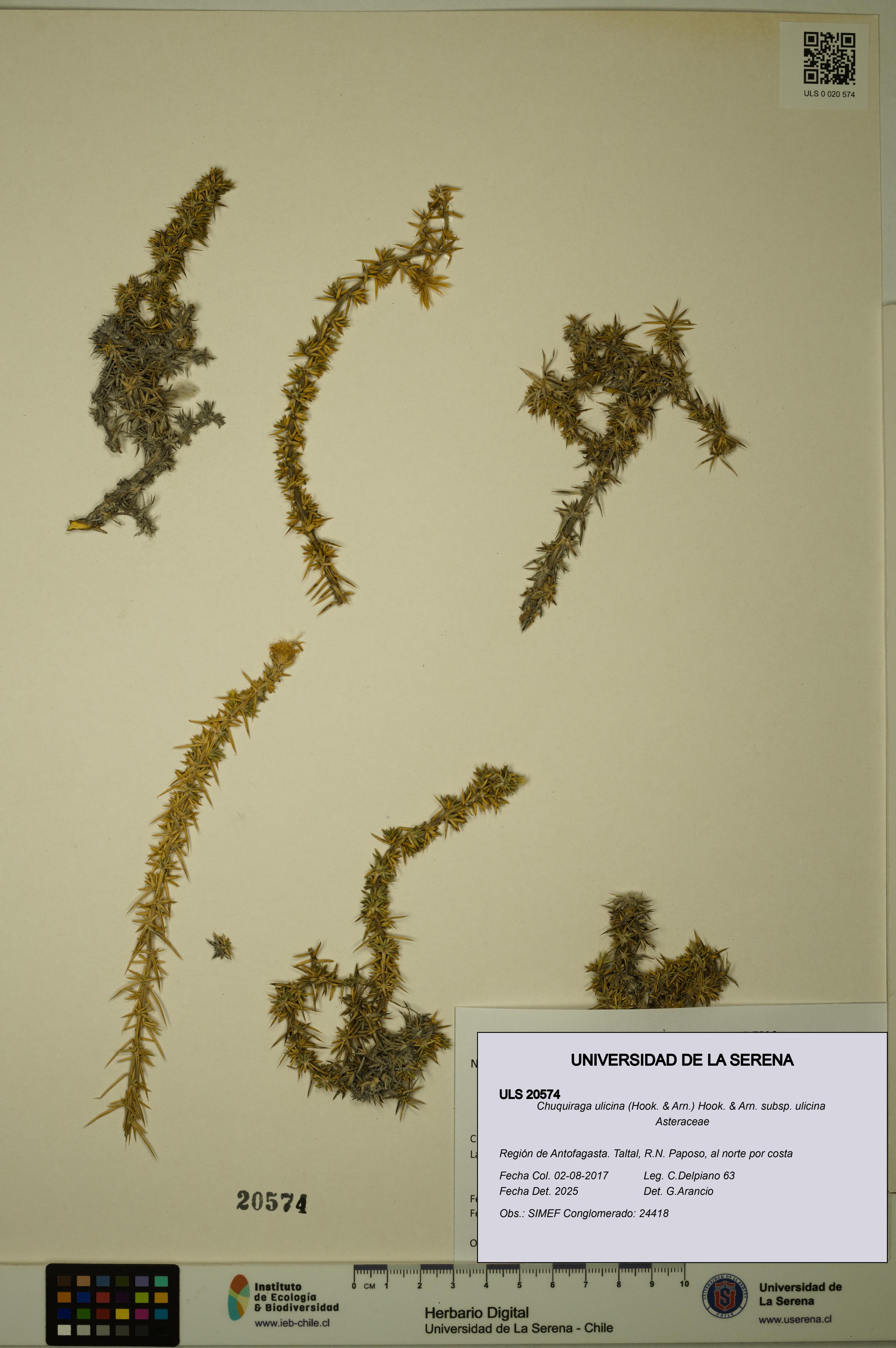 Chuquiraga ulicina subsp. ulicina [Espécimen: ULS:ULS:0020574]