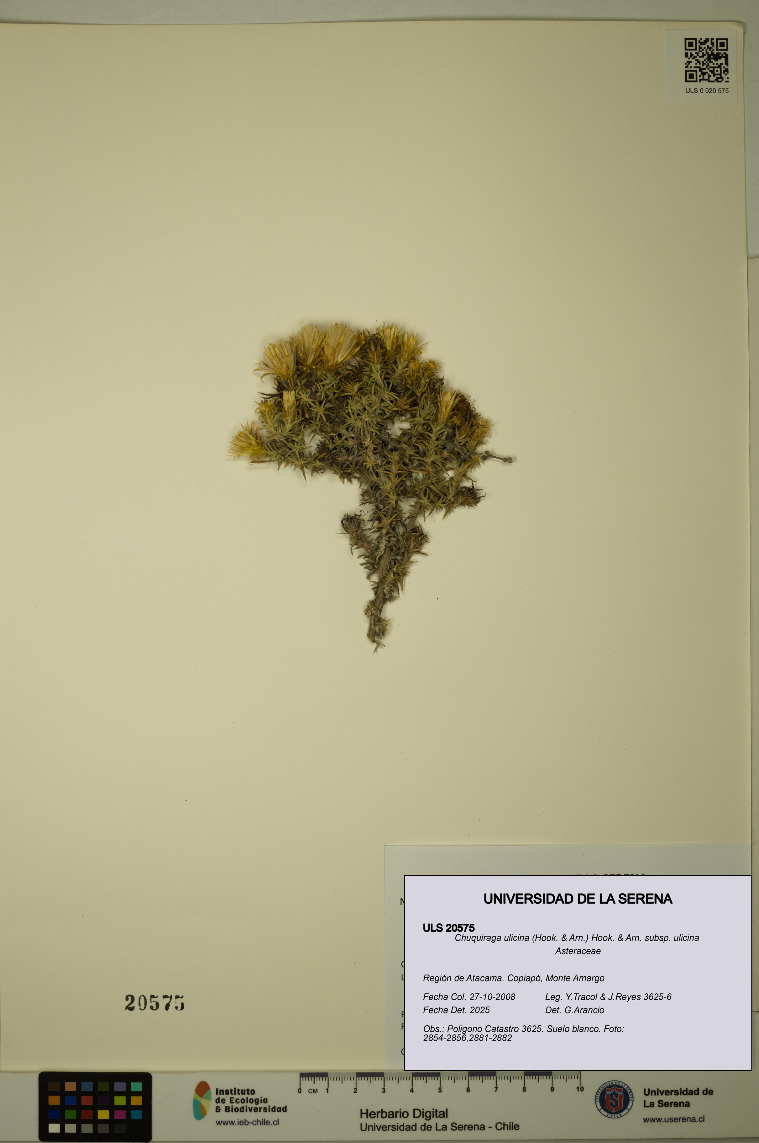 Chuquiraga ulicina subsp. ulicina [Espécimen: ULS:ULS:0020575]