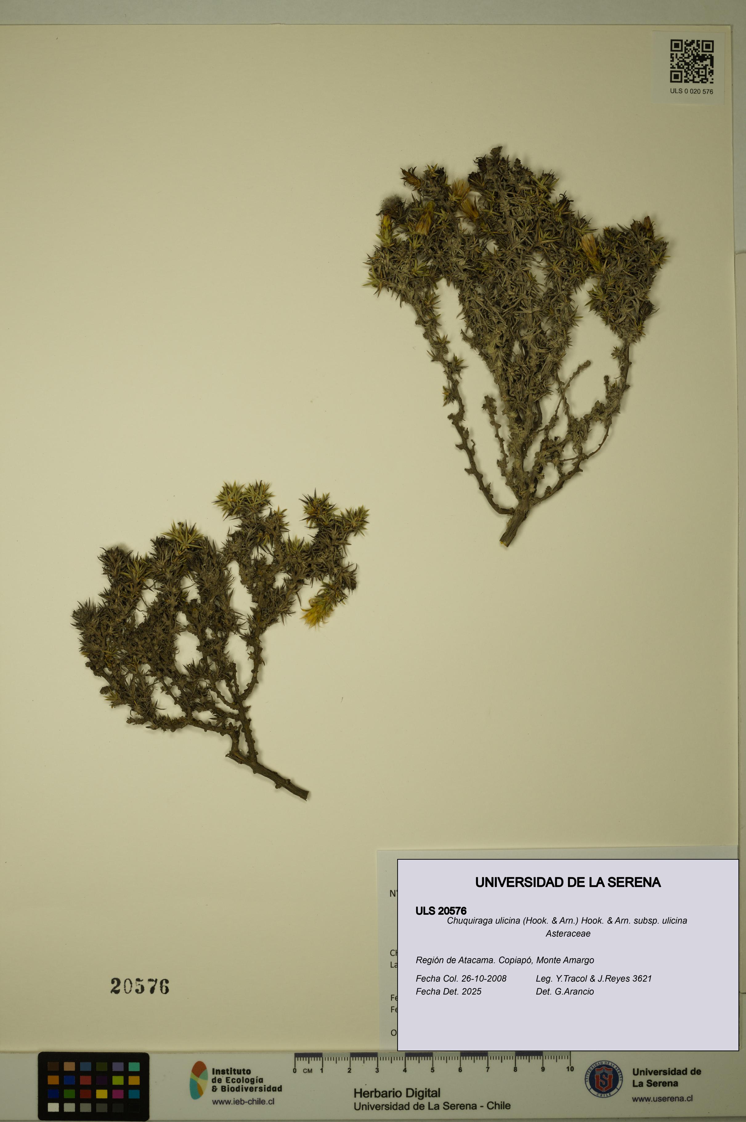 Chuquiraga ulicina subsp. ulicina [Espécimen: ULS:ULS:0020576]