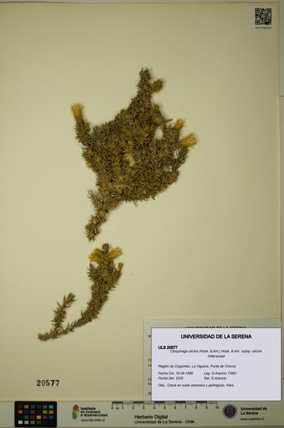 Chuquiraga ulicina subsp. ulicina [Espécimen: ULS:ULS:0020577]