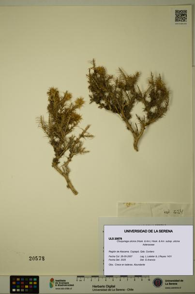 Chuquiraga ulicina subsp. ulicina [Espécimen: ULS:ULS:0020578]