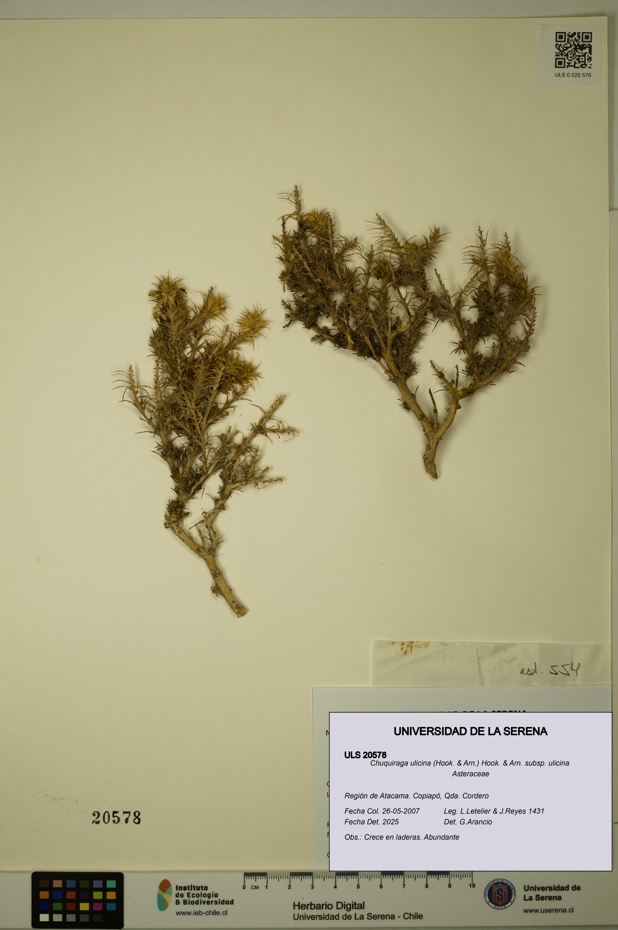 Chuquiraga ulicina subsp. ulicina [Espécimen: ULS:ULS:0020578]