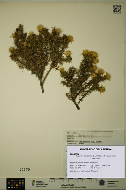 Chuquiraga ulicina subsp. ulicina [Espécimen: ULS:ULS:0020579]