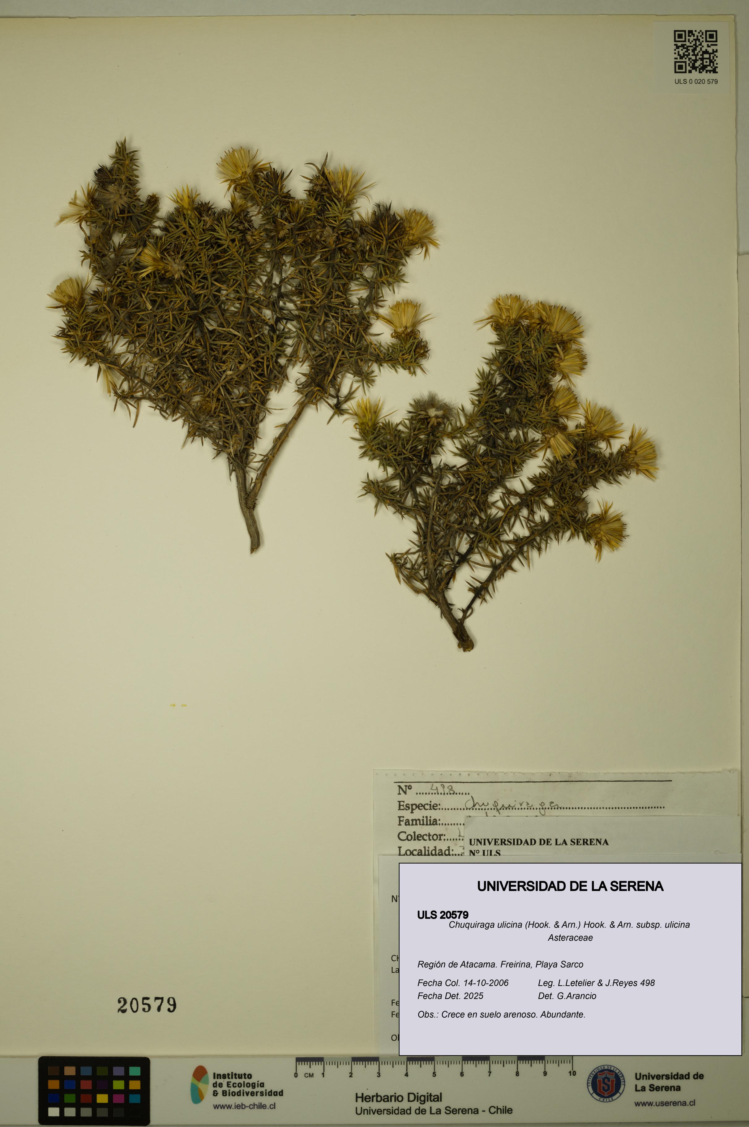 Chuquiraga ulicina subsp. ulicina [Espécimen: ULS:ULS:0020579]