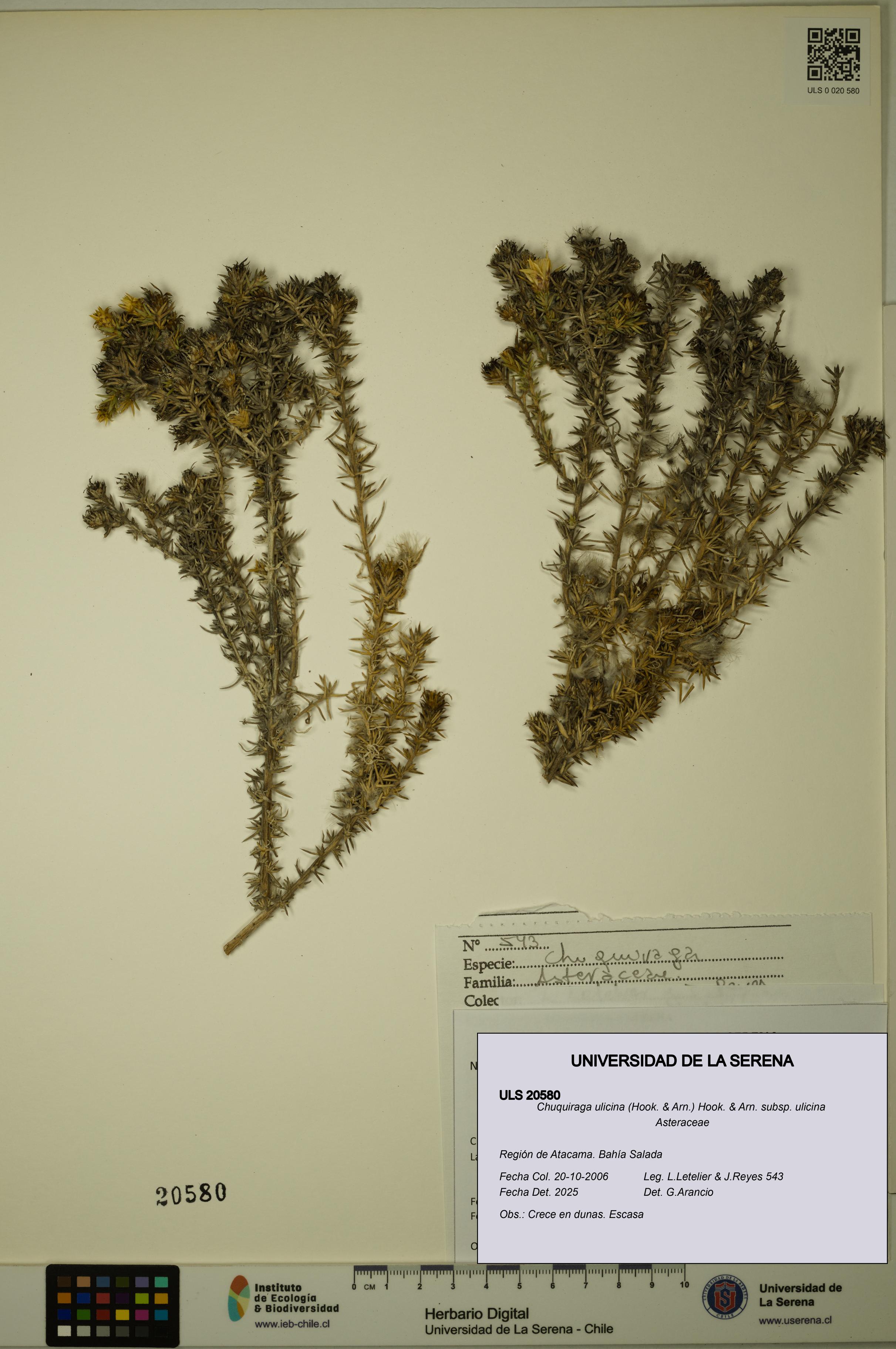 Chuquiraga ulicina subsp. ulicina [Espécimen: ULS:ULS:0020580]