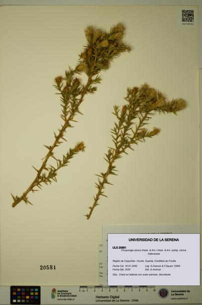 Chuquiraga ulicina subsp. ulicina [Espécimen: ULS:ULS:0020581]