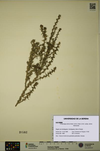 Chuquiraga ulicina subsp. ulicina [Espécimen: ULS:ULS:0020582]