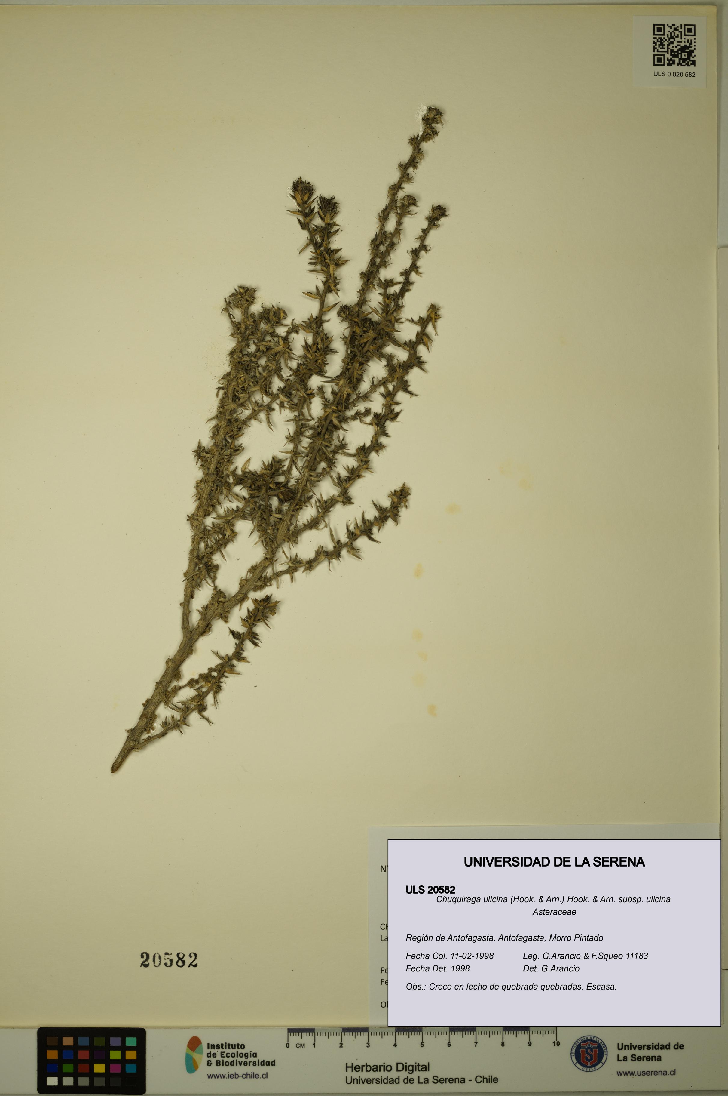 Chuquiraga ulicina subsp. ulicina [Espécimen: ULS:ULS:0020582]