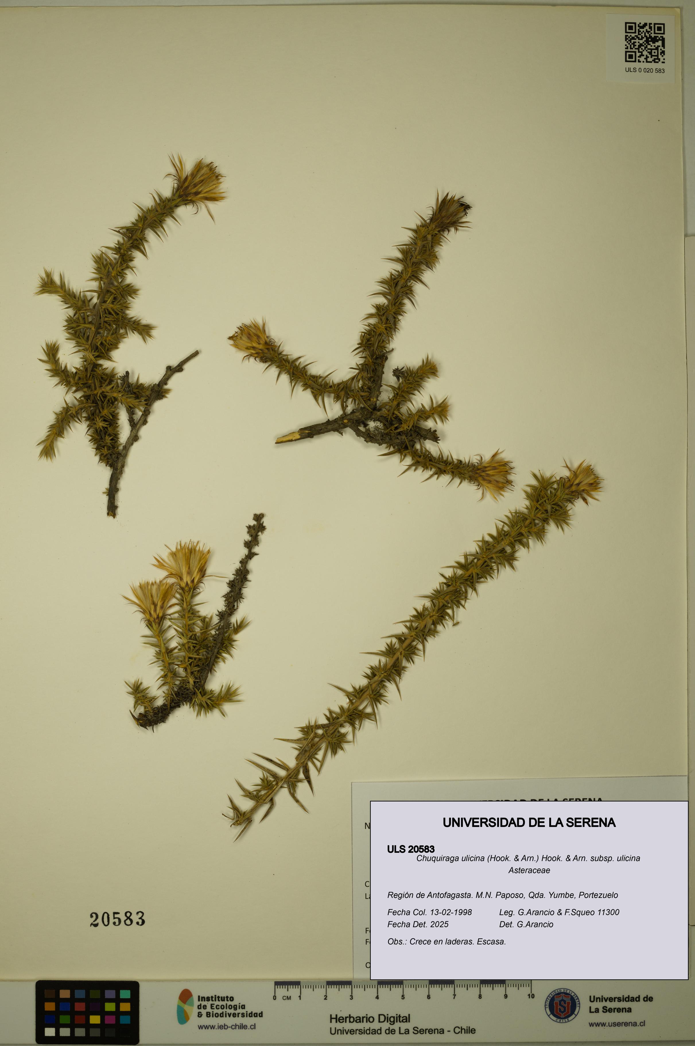 Chuquiraga ulicina subsp. ulicina [Espécimen: ULS:ULS:0020583]