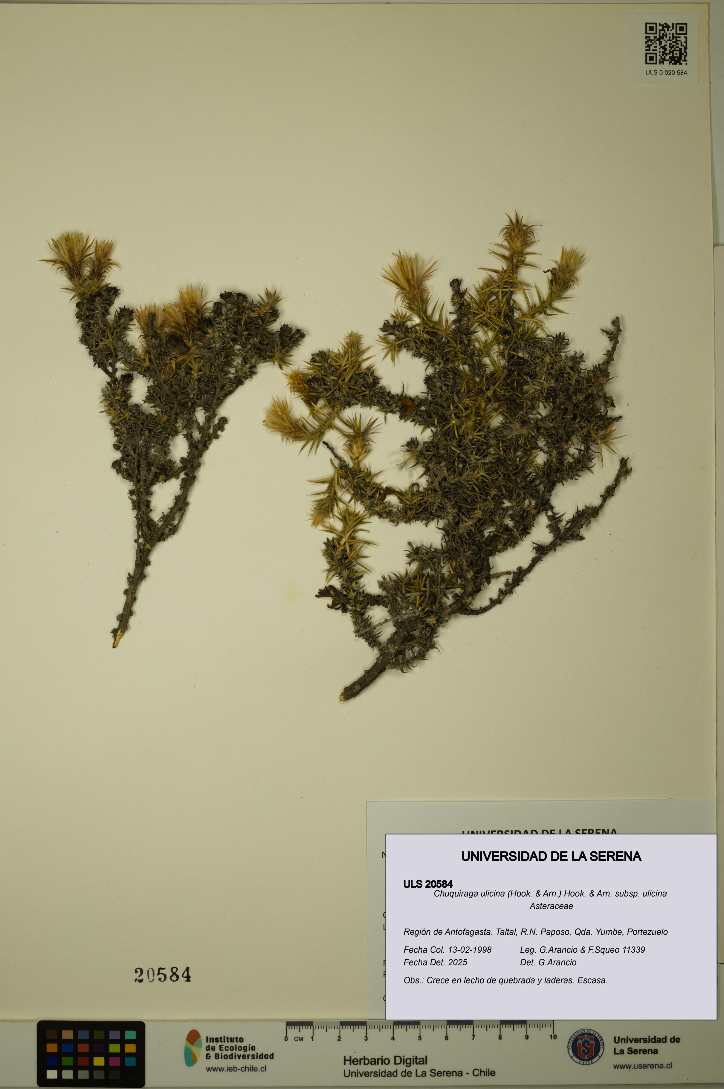 Chuquiraga ulicina subsp. ulicina [Espécimen: ULS:ULS:0020584]