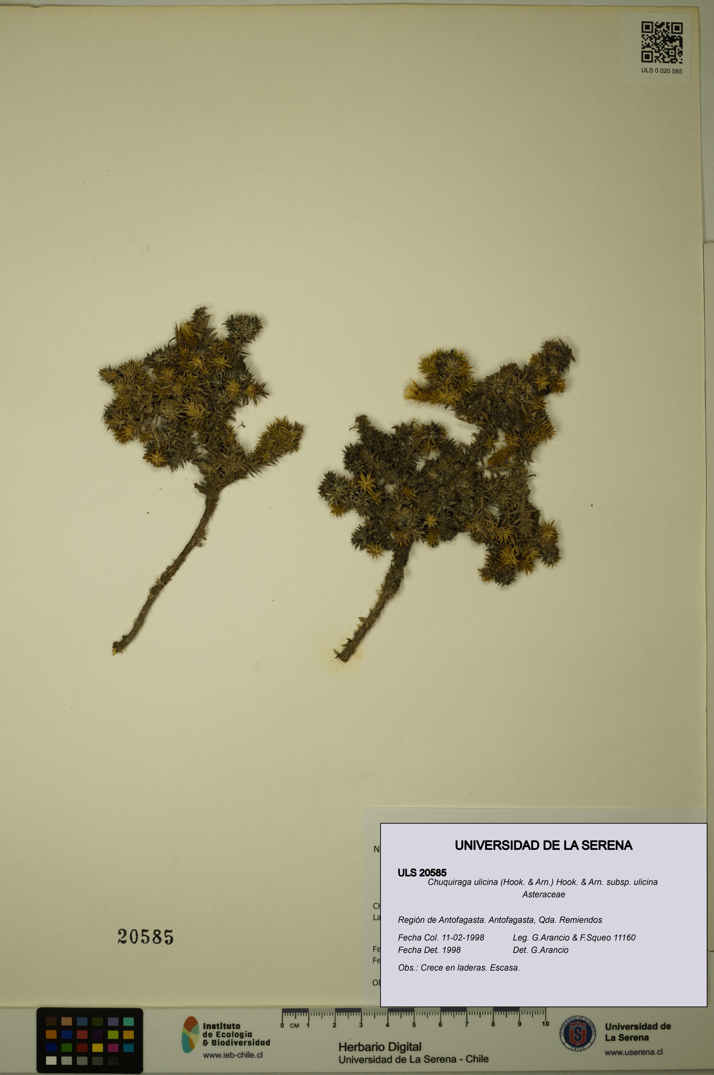 Chuquiraga ulicina subsp. ulicina [Espécimen: ULS:ULS:0020585]