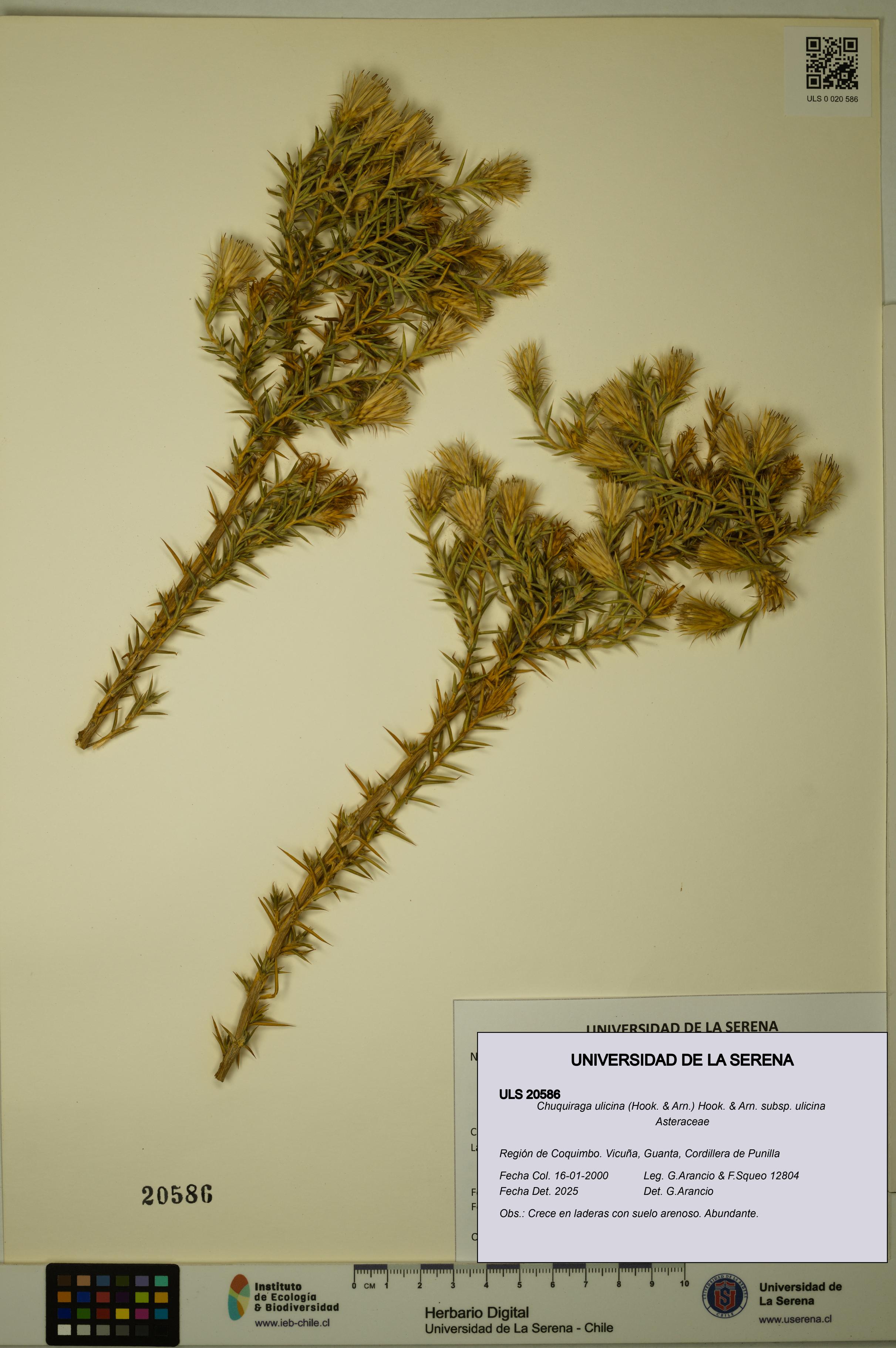 Chuquiraga ulicina subsp. ulicina [Espécimen: ULS:ULS:0020586]