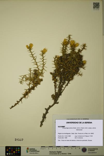 Chuquiraga ulicina subsp. ulicina [Espécimen: ULS:ULS:0020587]
