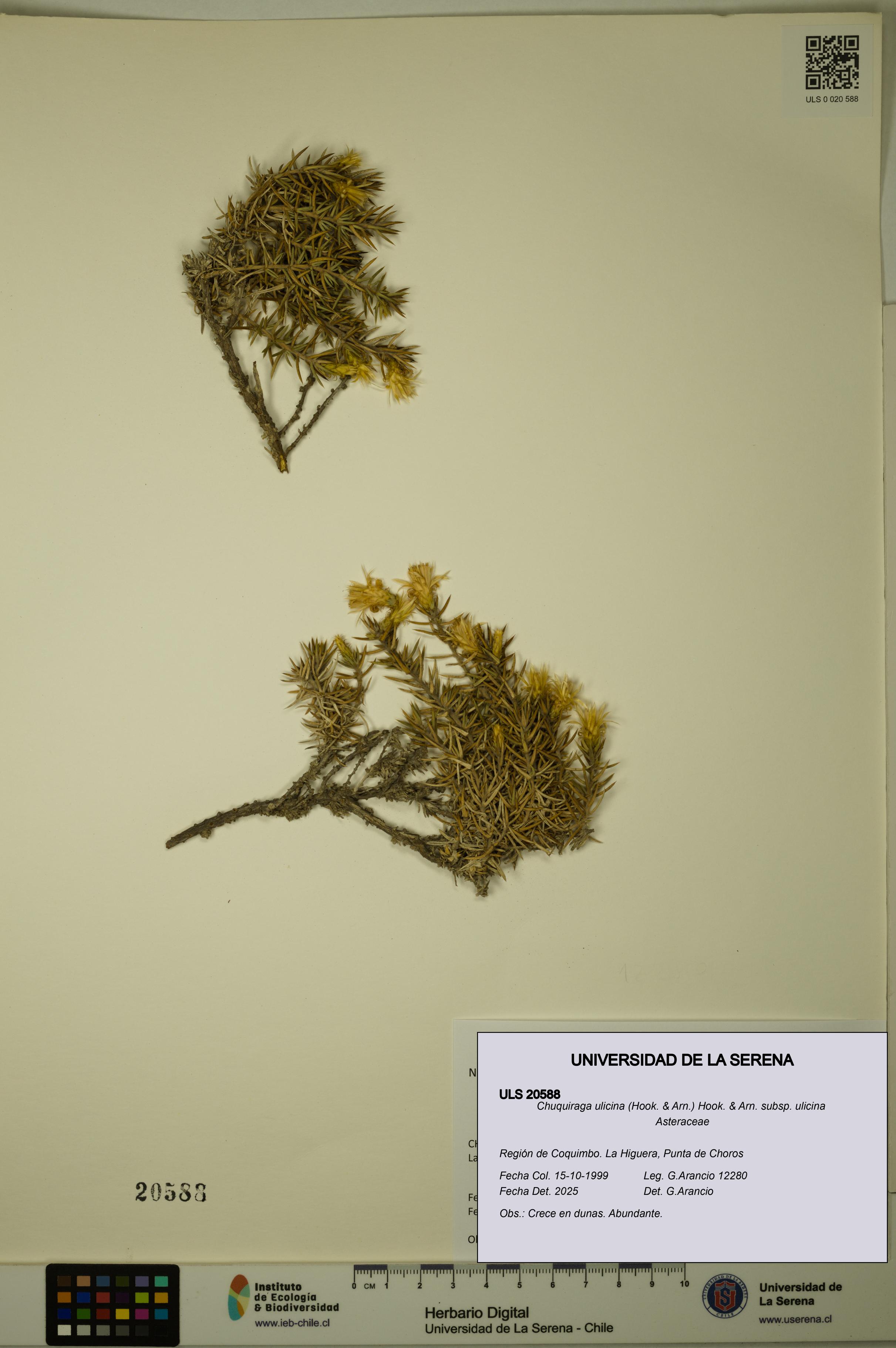 Chuquiraga ulicina subsp. ulicina [Espécimen: ULS:ULS:0020588]
