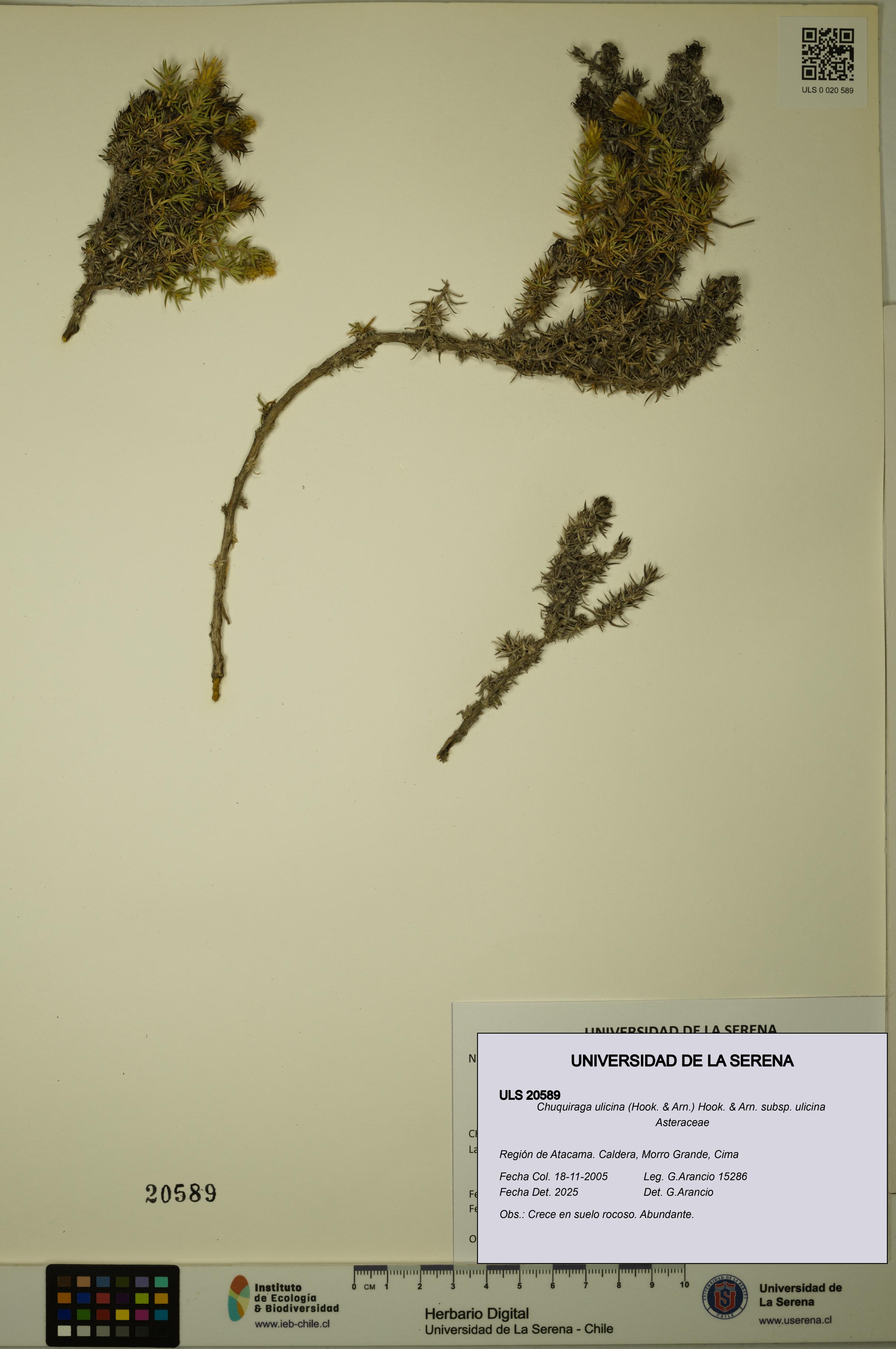 Chuquiraga ulicina subsp. ulicina [Espécimen: ULS:ULS:0020589]