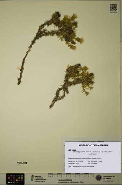 Chuquiraga ulicina subsp. ulicina [Espécimen: ULS:ULS:0020590]