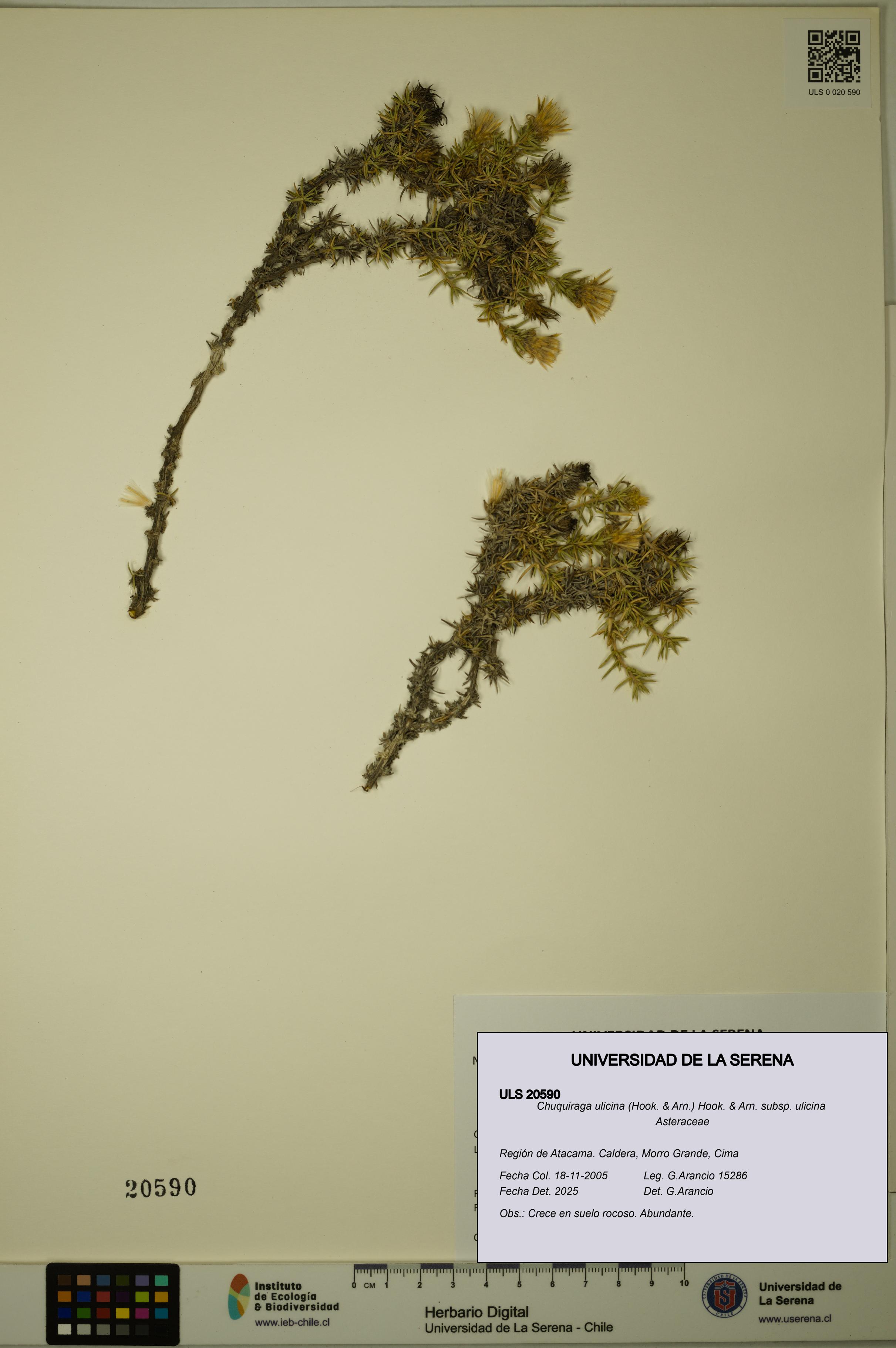 Chuquiraga ulicina subsp. ulicina [Espécimen: ULS:ULS:0020590]