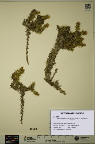 Chuquiraga ulicina subsp. ulicina [Espécimen: ULS:ULS:0020591]