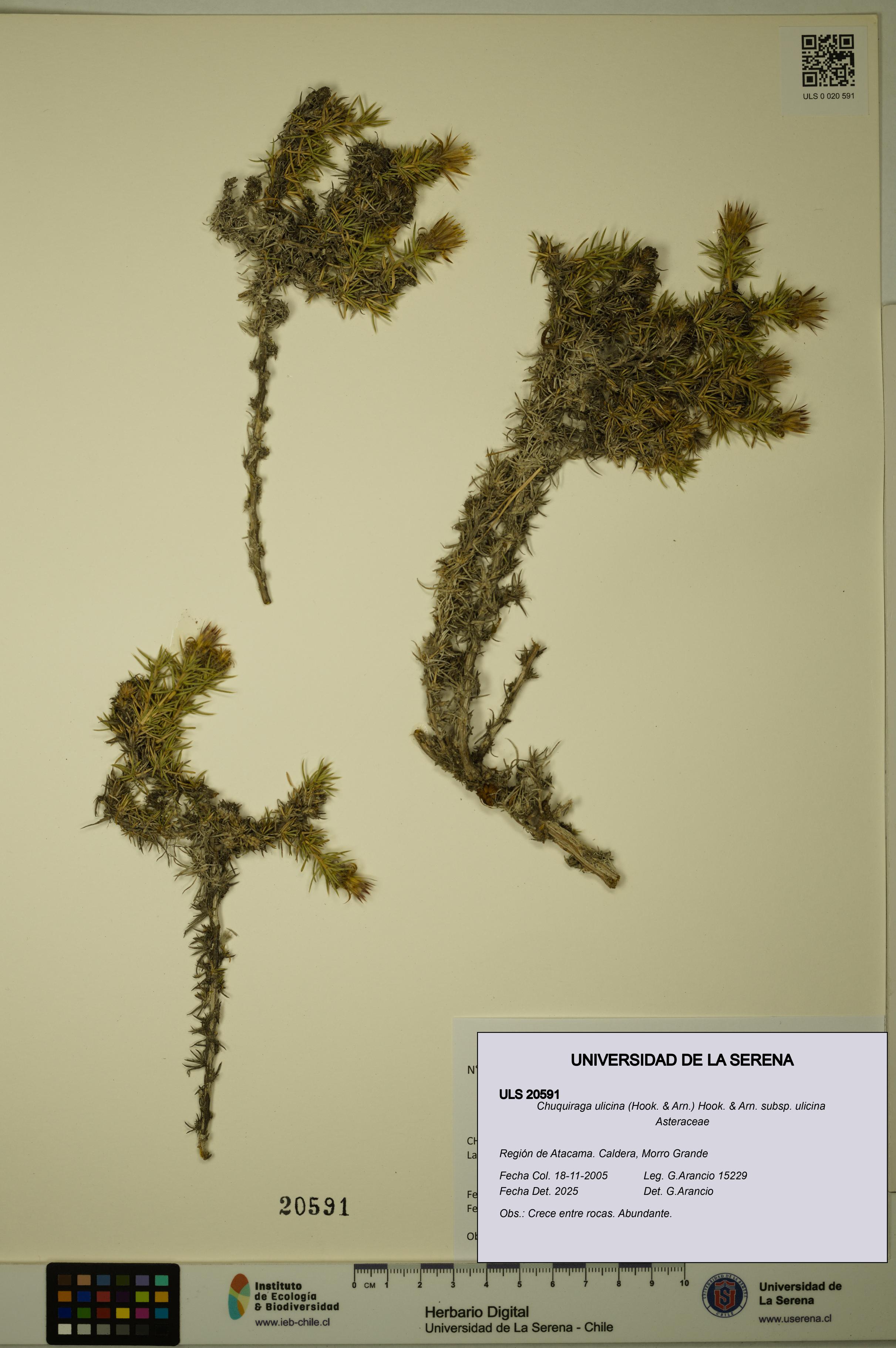 Chuquiraga ulicina subsp. ulicina [Espécimen: ULS:ULS:0020591]