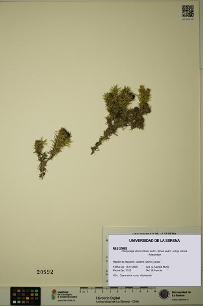 Chuquiraga ulicina subsp. ulicina [Espécimen: ULS:ULS:0020592]