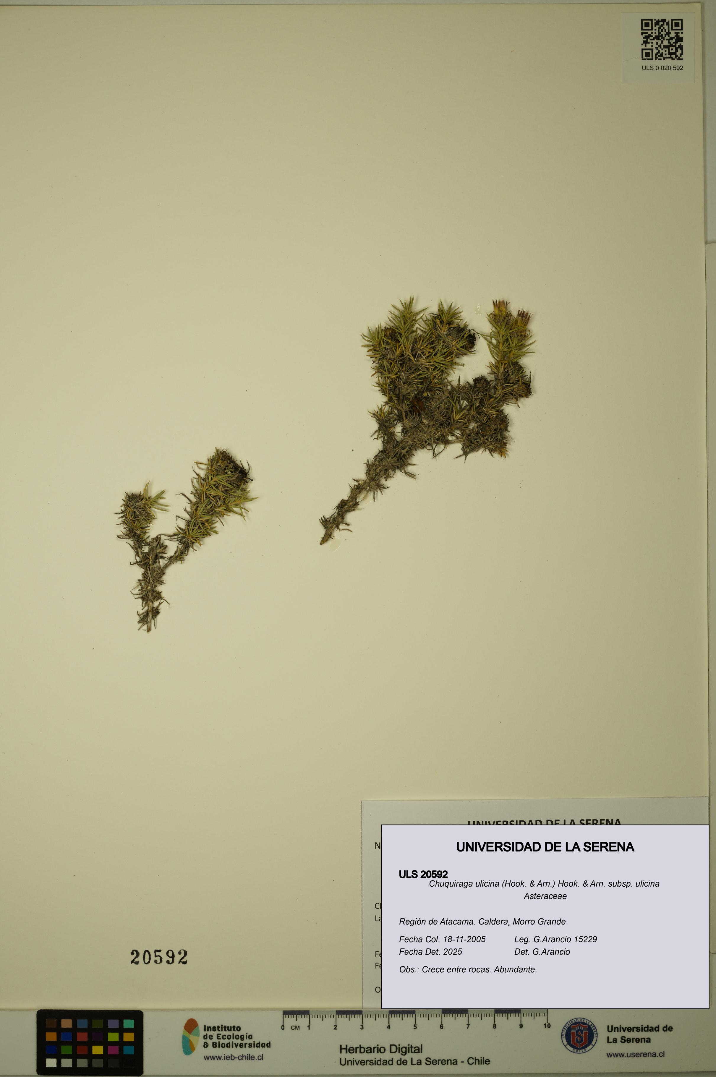 Chuquiraga ulicina subsp. ulicina [Espécimen: ULS:ULS:0020592]