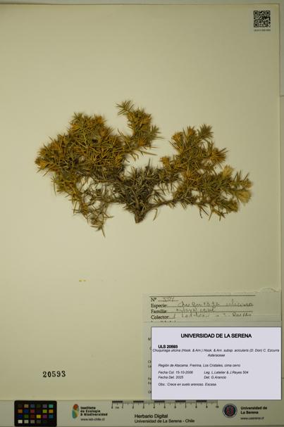 Chuquiraga ulicina subsp. acicularis [Espécimen: ULS:ULS:0020593]
