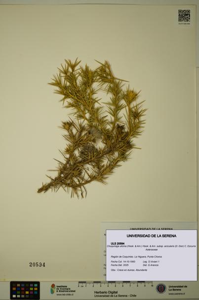 Chuquiraga ulicina subsp. acicularis [Espécimen: ULS:ULS:0020594]