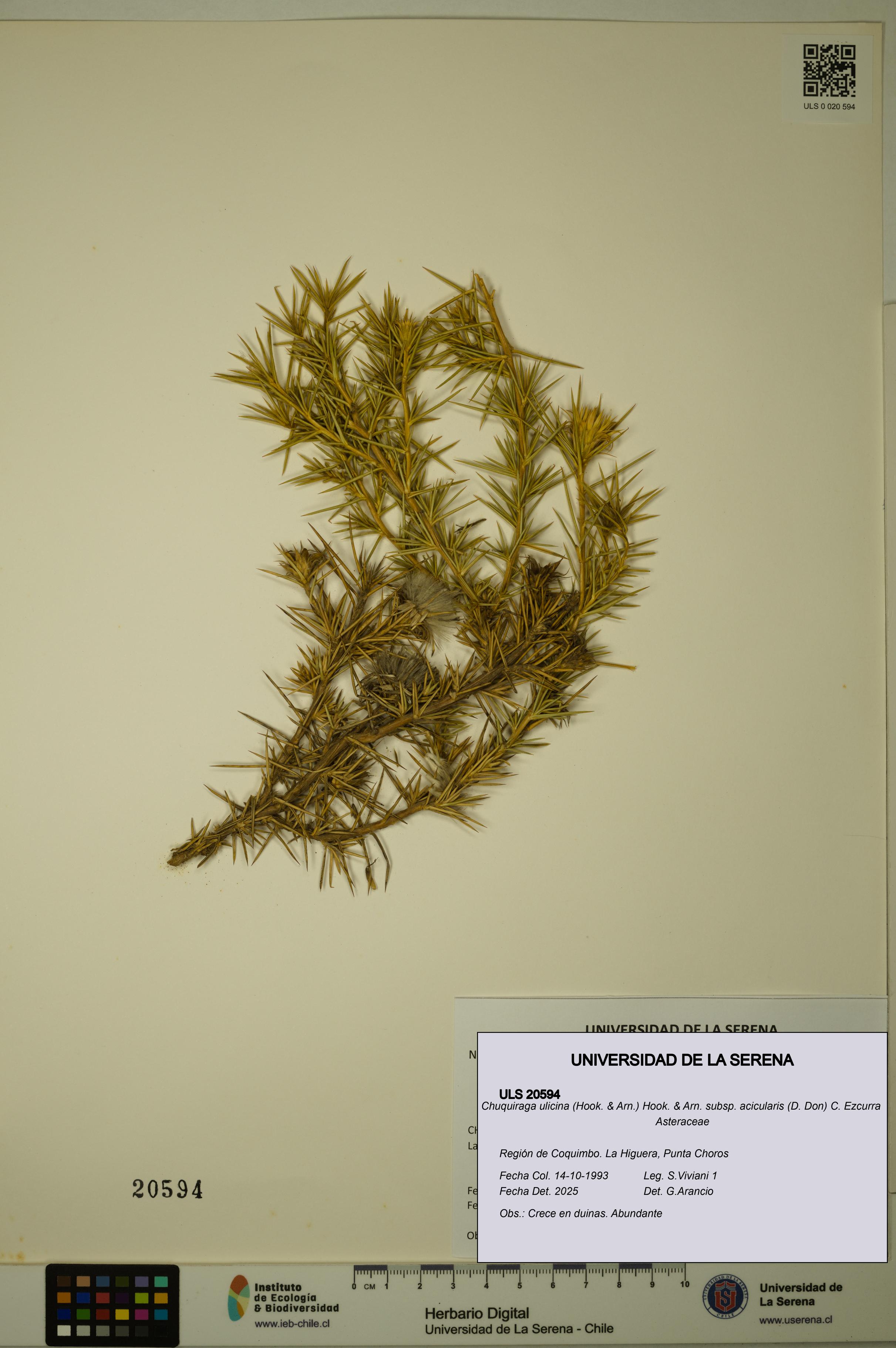 Chuquiraga ulicina subsp. acicularis [Espécimen: ULS:ULS:0020594]