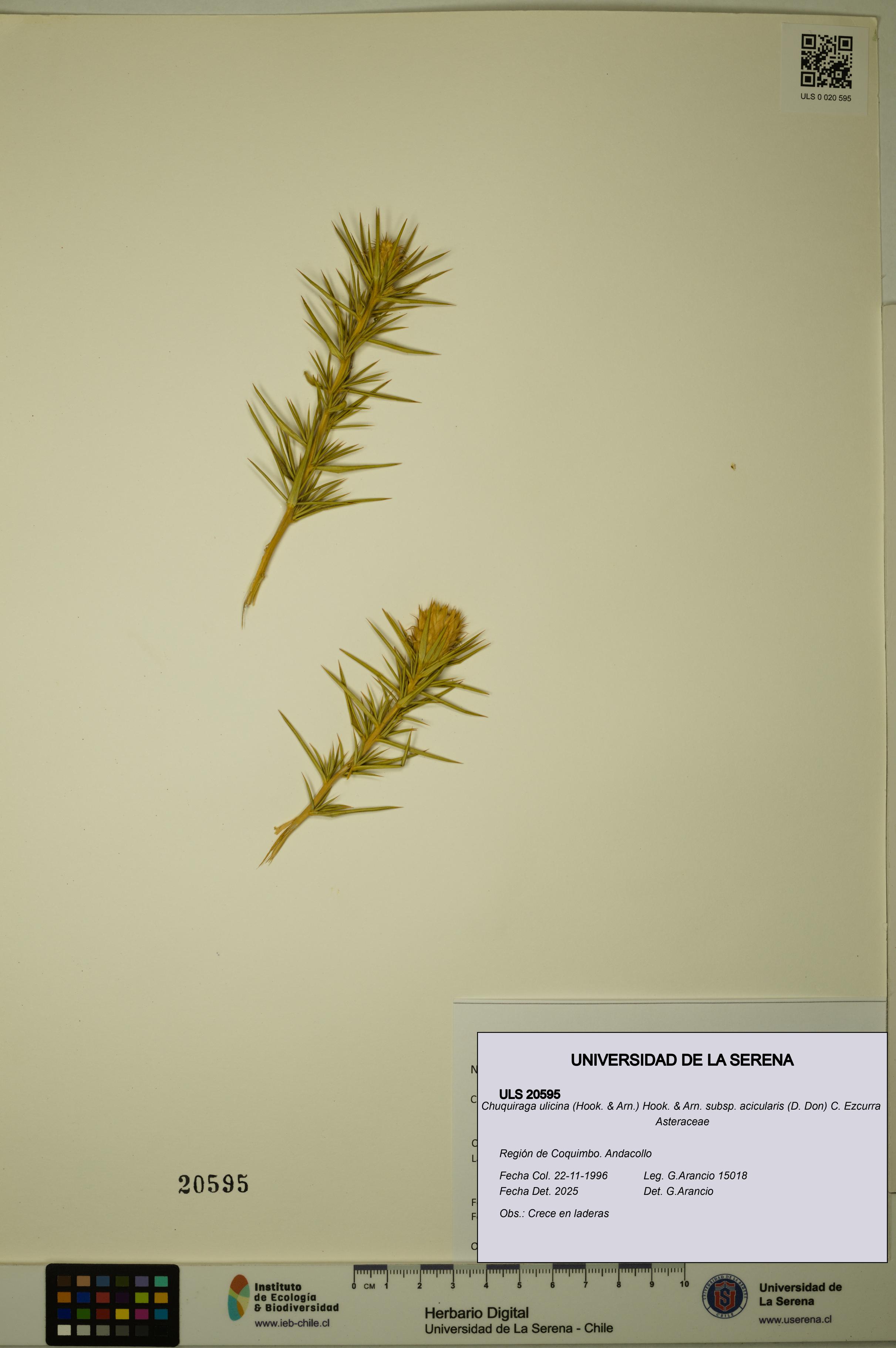 Chuquiraga ulicina subsp. acicularis [Espécimen: ULS:ULS:0020595]
