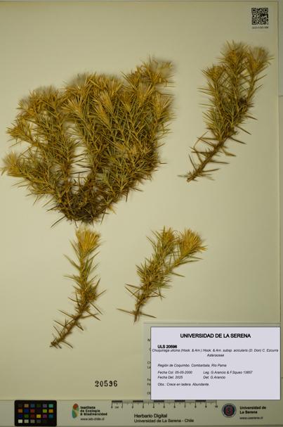 Chuquiraga ulicina subsp. acicularis [Espécimen: ULS:ULS:0020596]