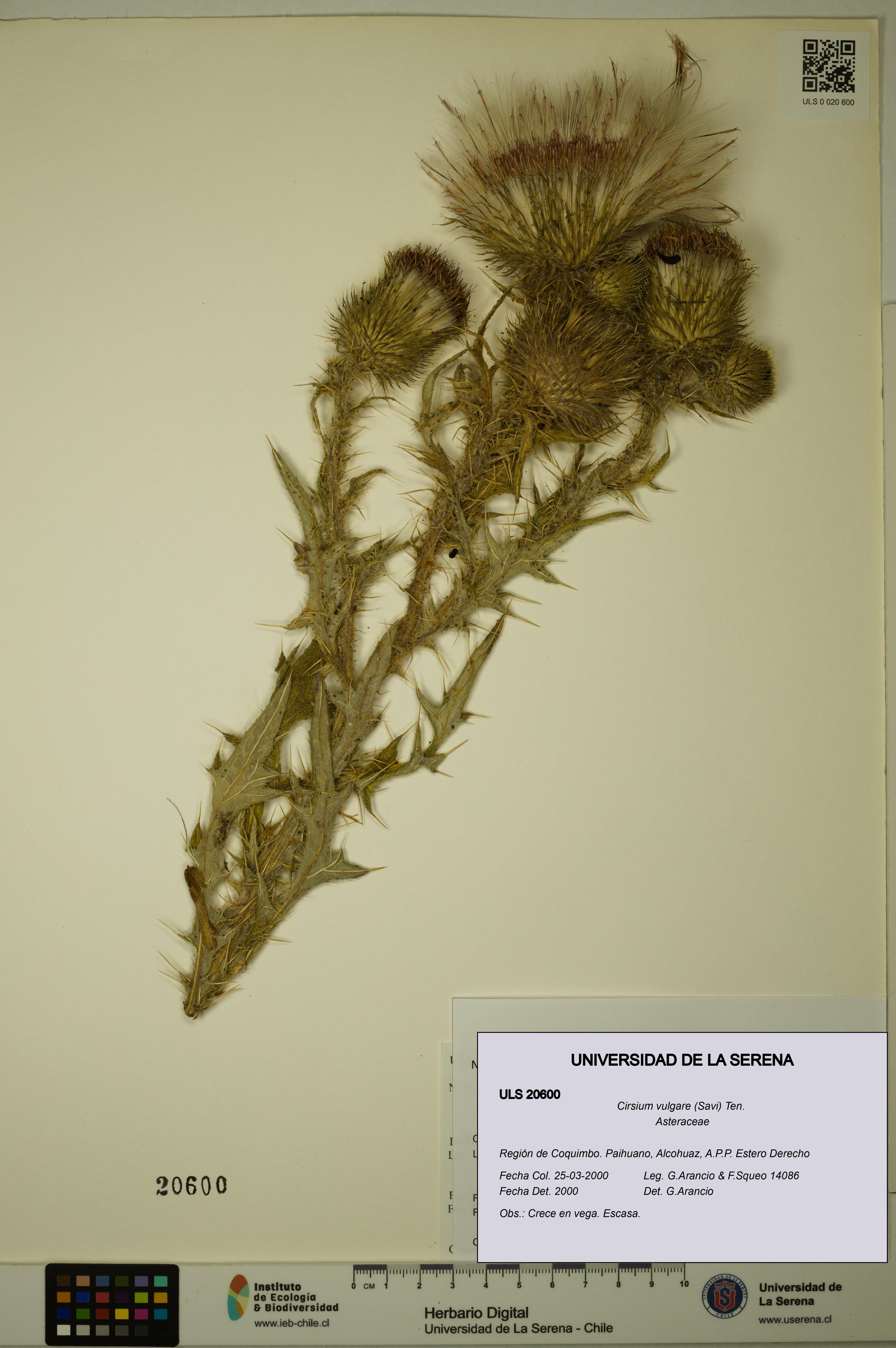 Cirsium vulgare [Espécimen: ULS:ULS:0020600]