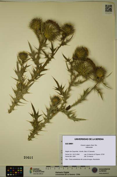 Cirsium vulgare [Espécimen: ULS:ULS:0020601]