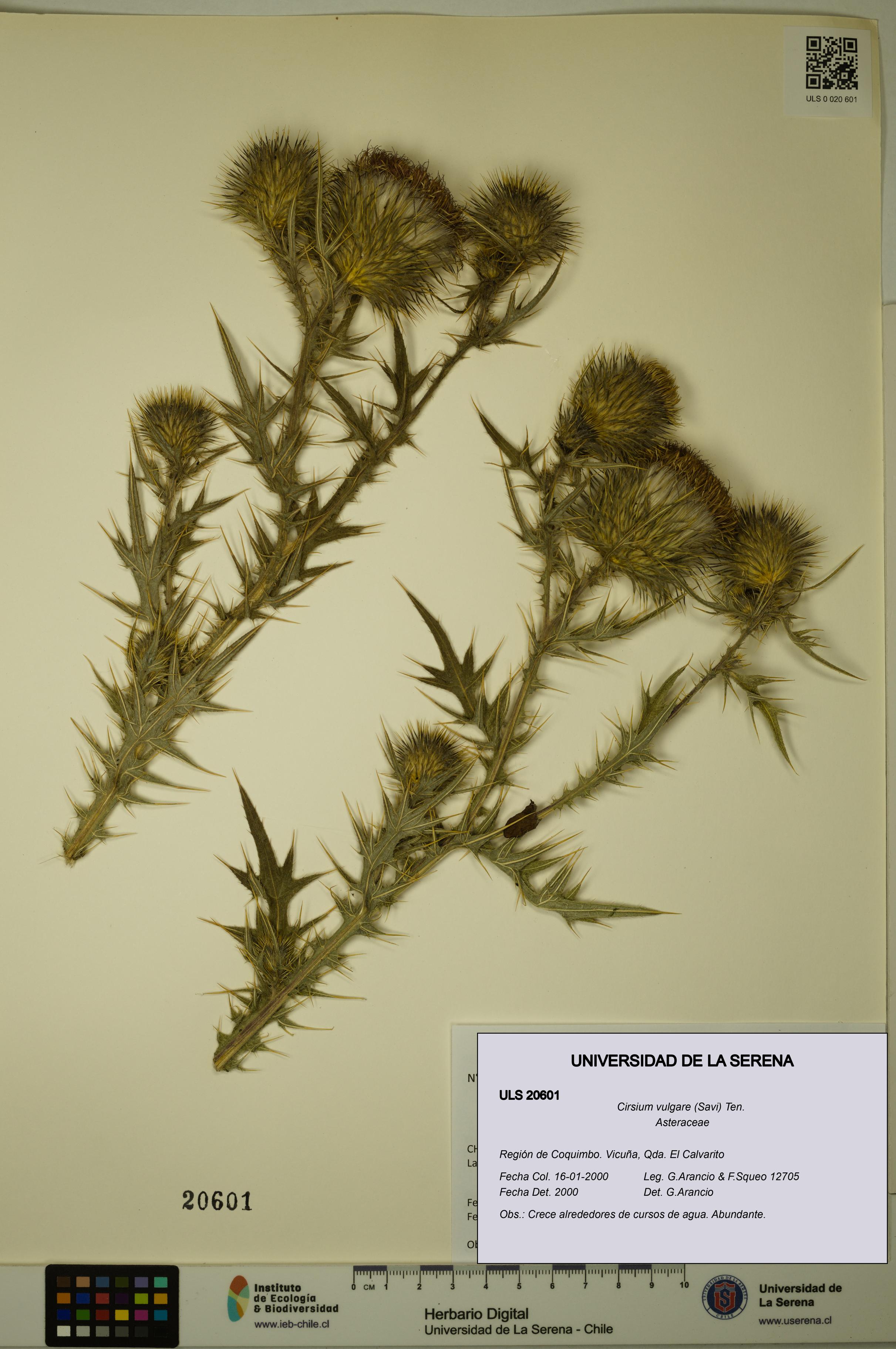 Cirsium vulgare [Espécimen: ULS:ULS:0020601]