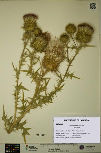 Cirsium vulgare [Espécimen: ULS:ULS:0020602]