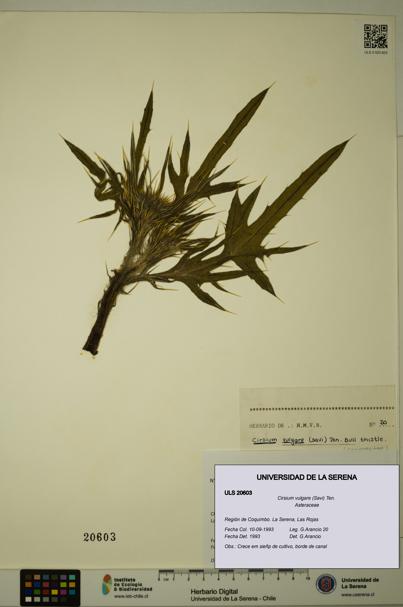Cirsium vulgare [Espécimen: ULS:ULS:0020603]