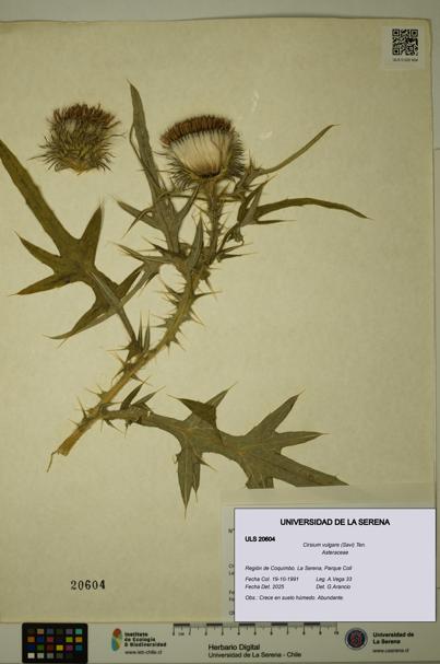 Cirsium vulgare [Espécimen: ULS:ULS:0020604]