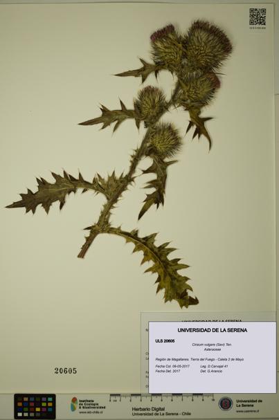 Cirsium vulgare [Espécimen: ULS:ULS:0020605]