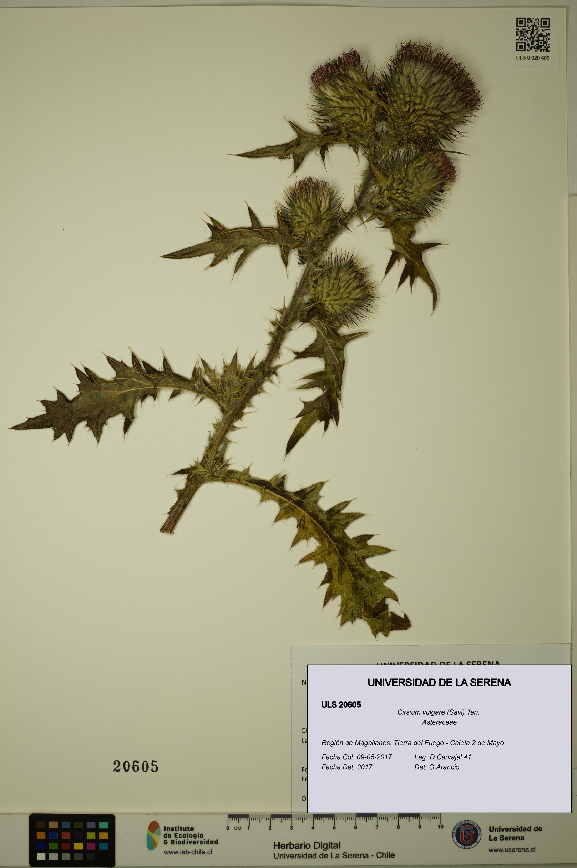 Cirsium vulgare [Espécimen: ULS:ULS:0020605]