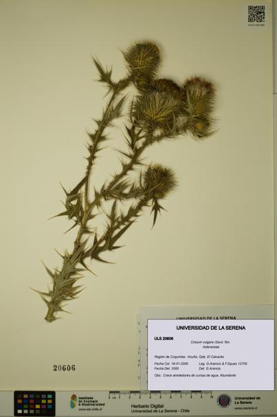 Cirsium vulgare [Espécimen: ULS:ULS:0020606]