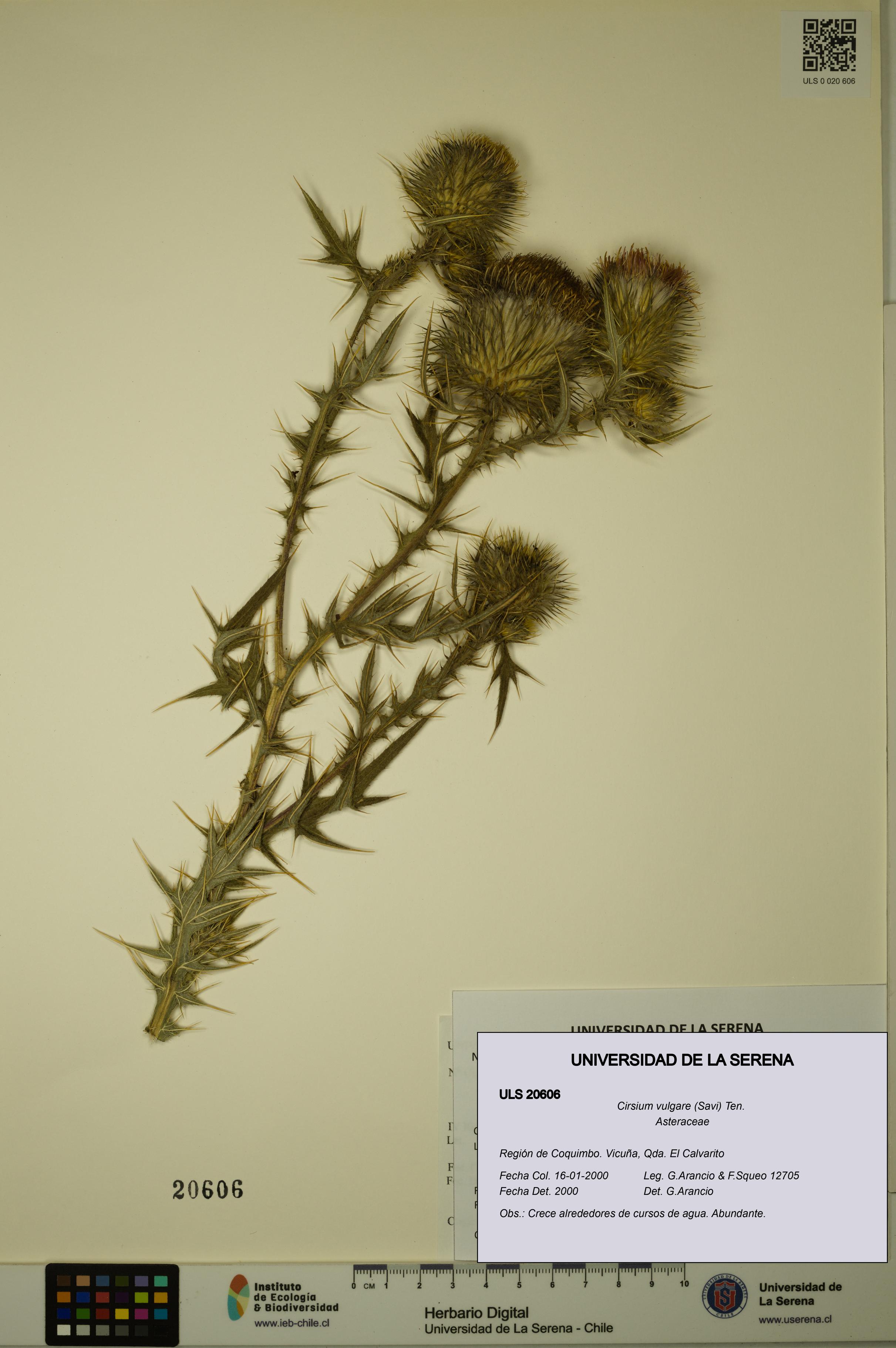 Cirsium vulgare [Espécimen: ULS:ULS:0020606]
