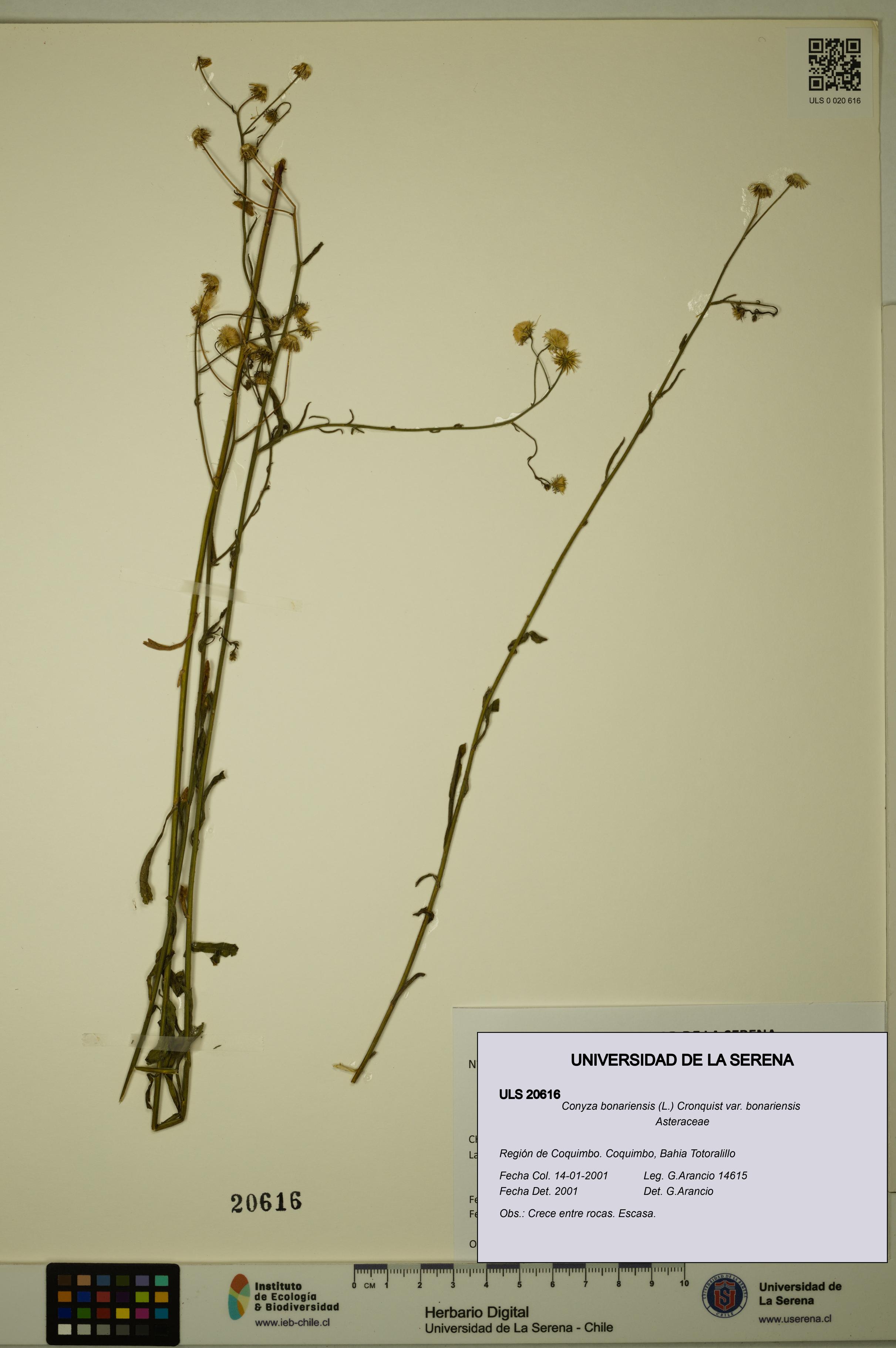 Conyza bonariensis var. bonariensis [Espécimen: ULS:ULS:0020616]