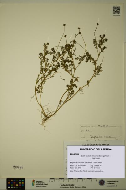 Cotula australis [Espécimen: ULS:ULS:0020636]