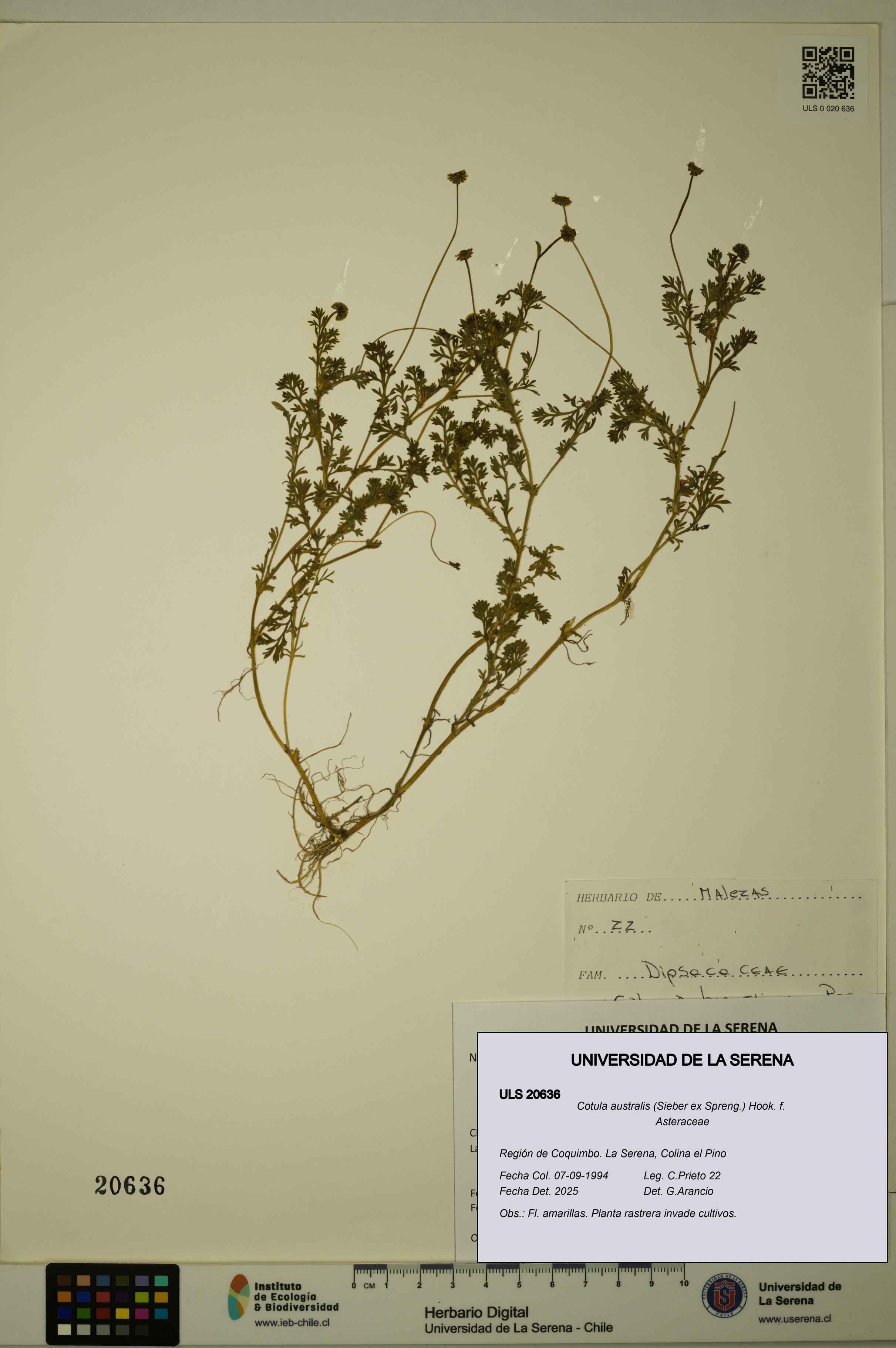Cotula australis [Espécimen: ULS:ULS:0020636]