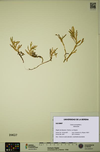 Cotula coronopifolia [Espécimen: ULS:ULS:0020637]
