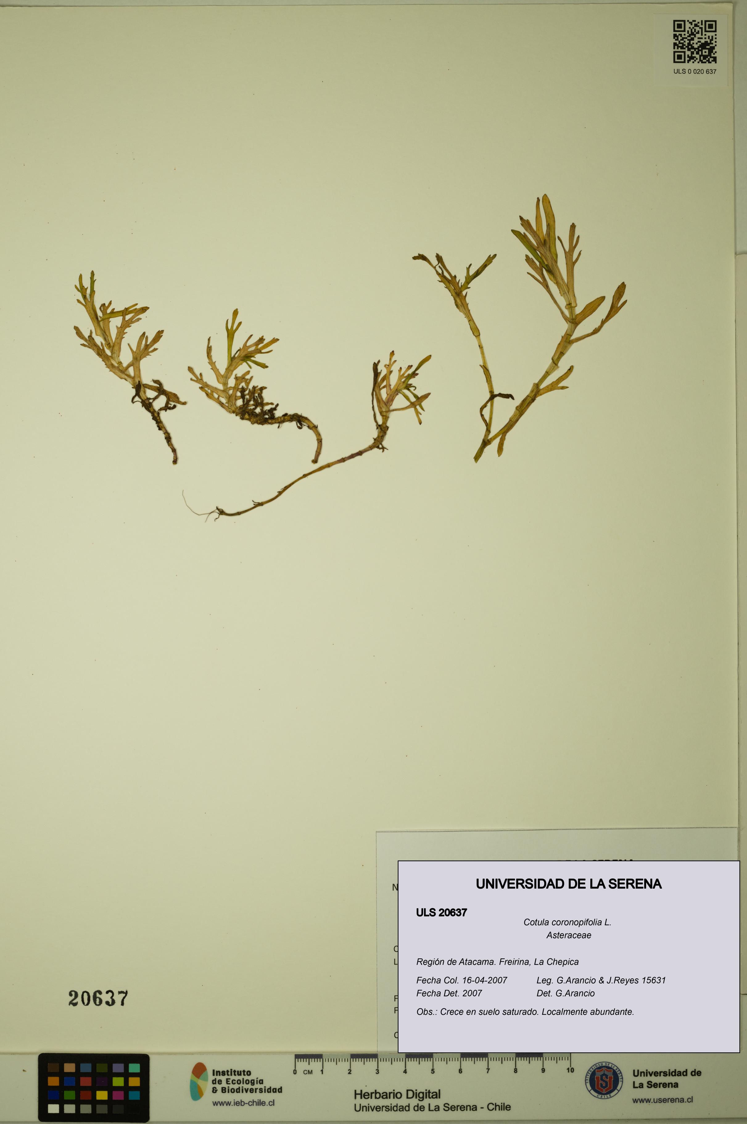 Cotula coronopifolia [Espécimen: ULS:ULS:0020637]