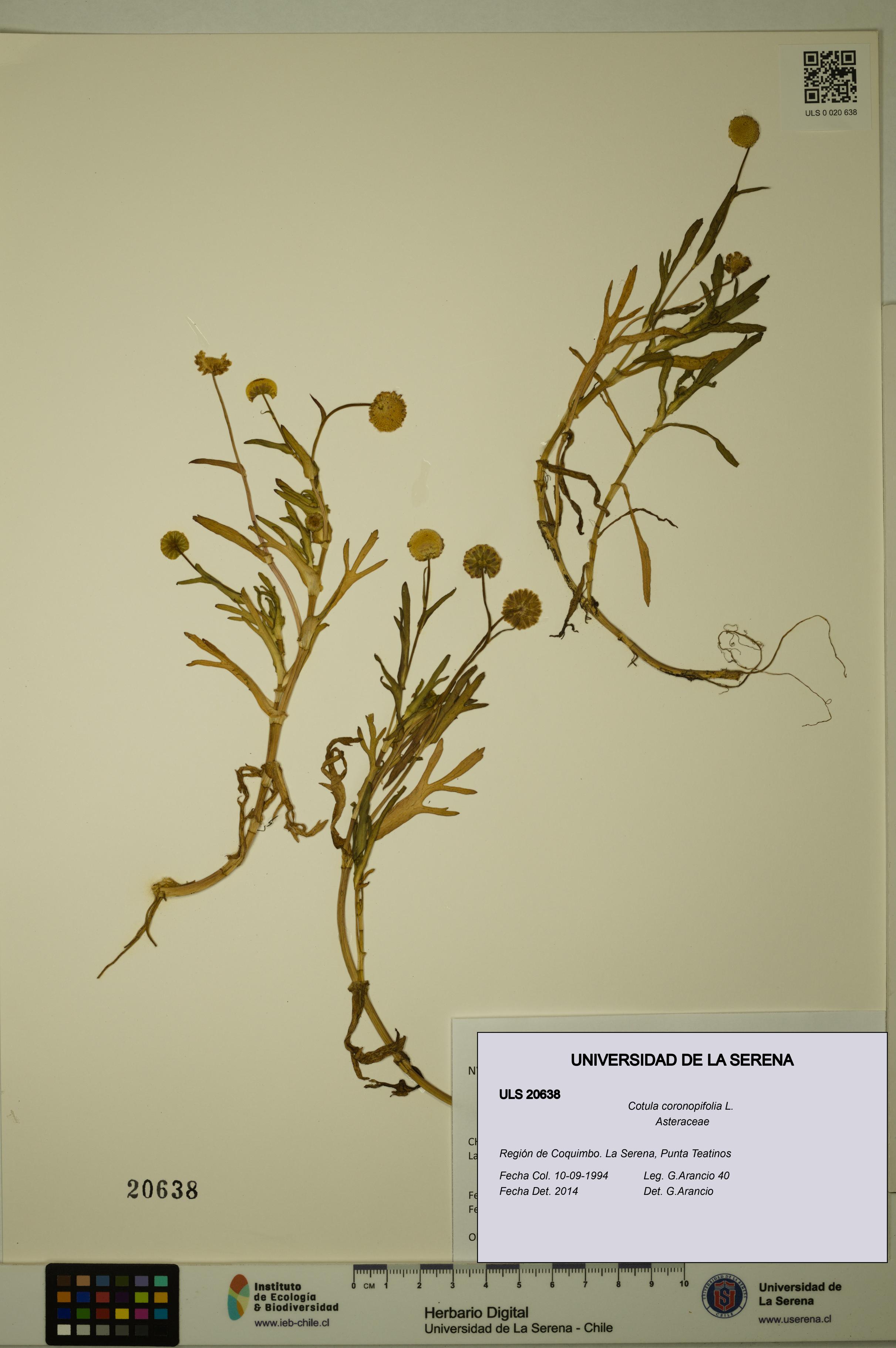 Cotula coronopifolia [Espécimen: ULS:ULS:0020638]